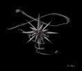 /album/photogallery/a06inmysnow-jpg/